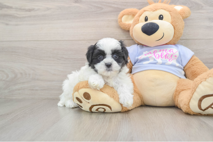 Fluffy Teddy Bear Designer Pup