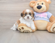 5 week old Teddy Bear Puppy For Sale - Lone Star Pups