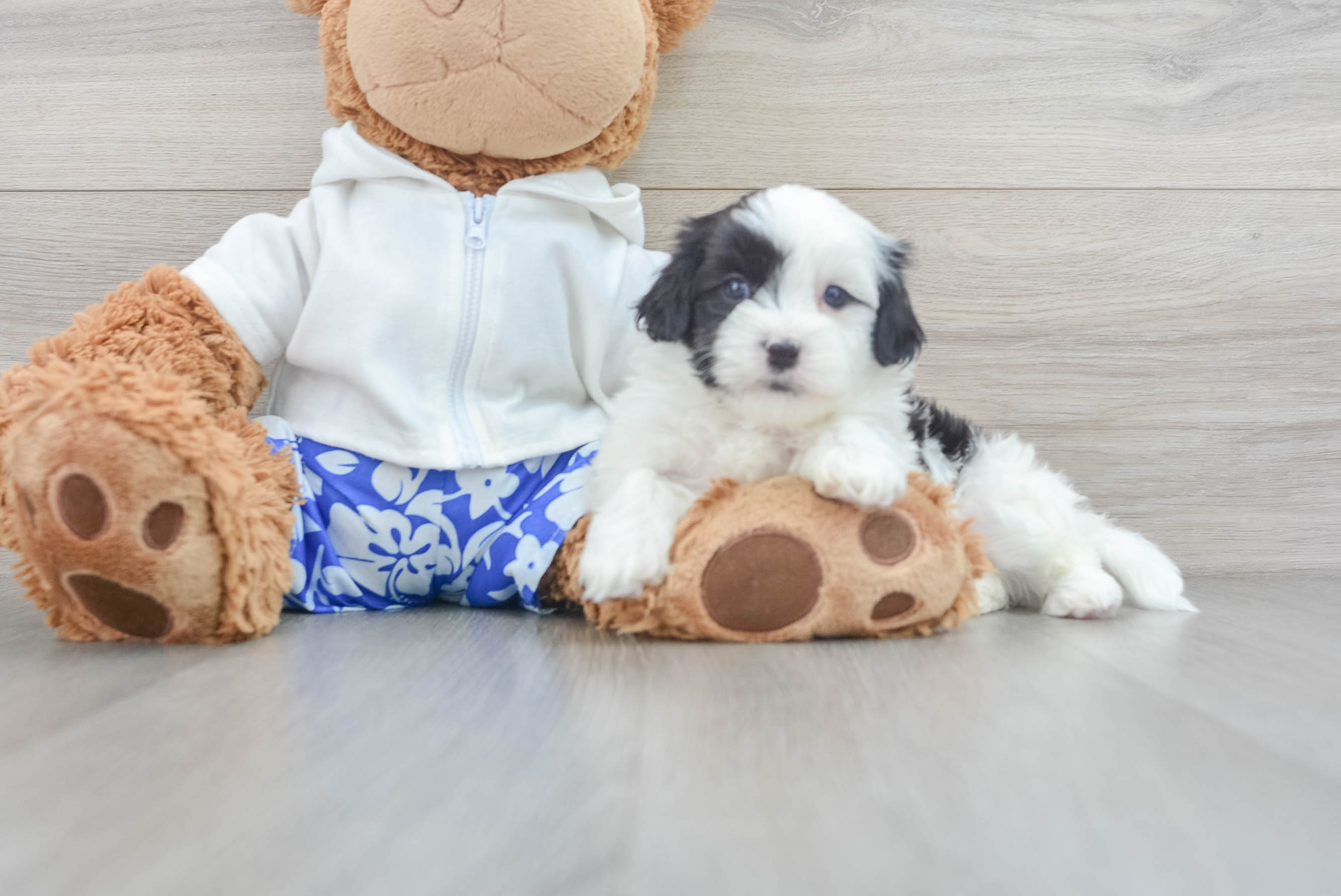 Energetic Shit Designer Puppy