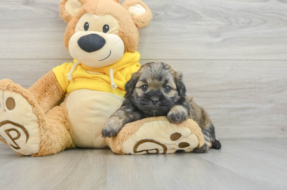 8 week old Teddy Bear Puppy For Sale - Lone Star Pups