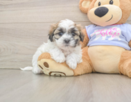 5 week old Teddy Bear Puppy For Sale - Lone Star Pups
