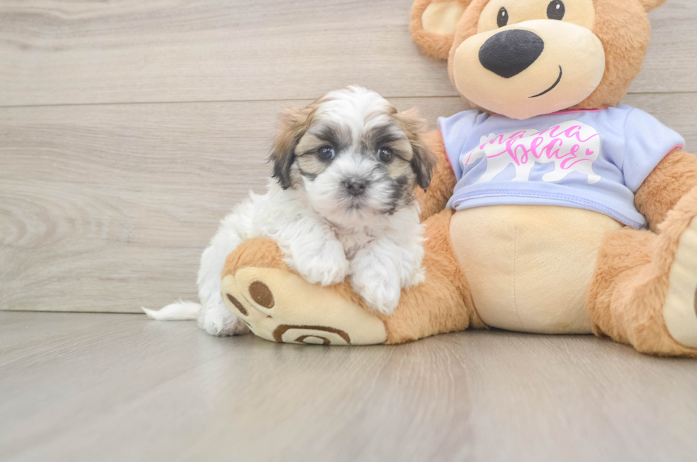 5 week old Teddy Bear Puppy For Sale - Lone Star Pups