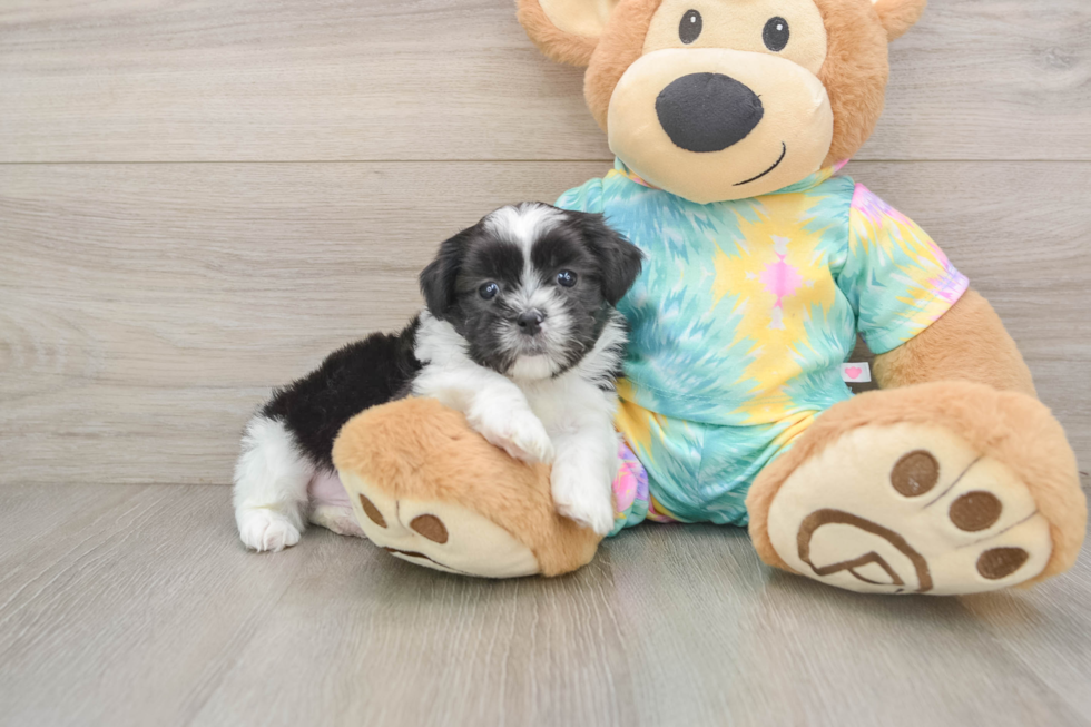 Smart Teddy Bear Designer Pup