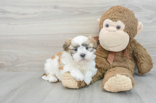 Playful Shit Designer Puppy