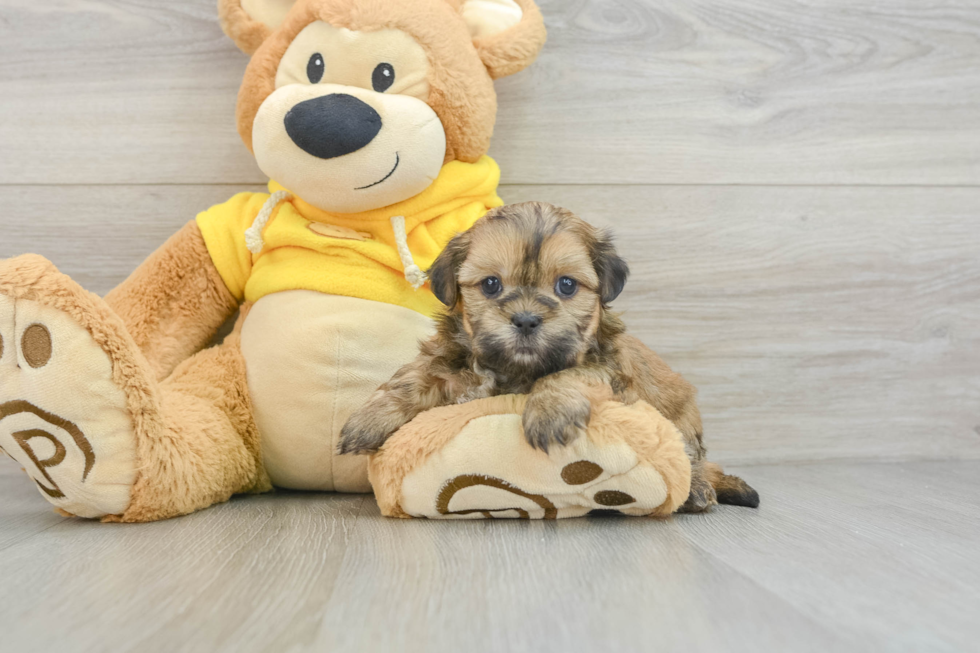 Teddy Bear Puppy for Adoption