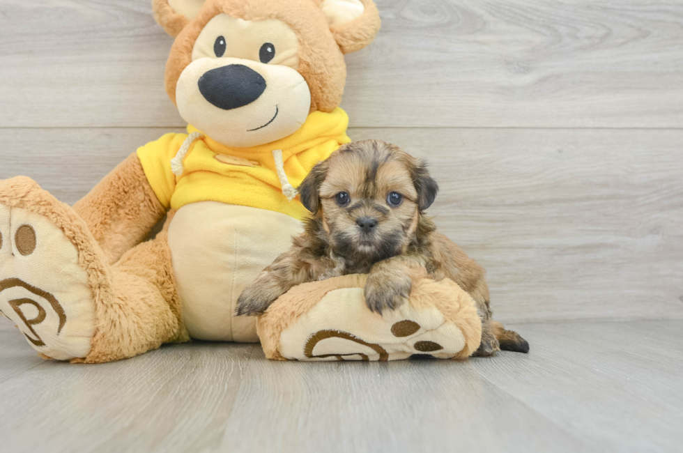 8 week old Teddy Bear Puppy For Sale - Lone Star Pups