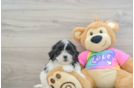 Teddy Bear Puppy for Adoption