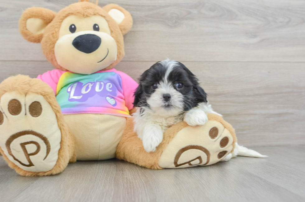 6 week old Teddy Bear Puppy For Sale - Lone Star Pups