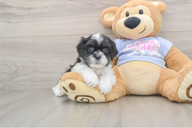 Best Teddy Bear Baby