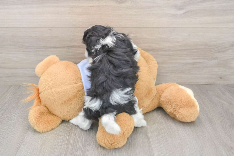 Best Teddy Bear Baby