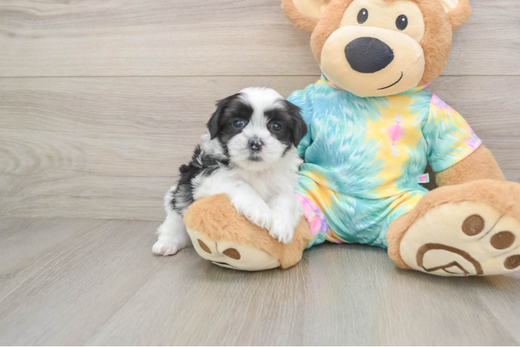 Best Teddy Bear Baby