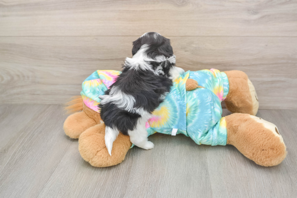 Teddy Bear Puppy for Adoption