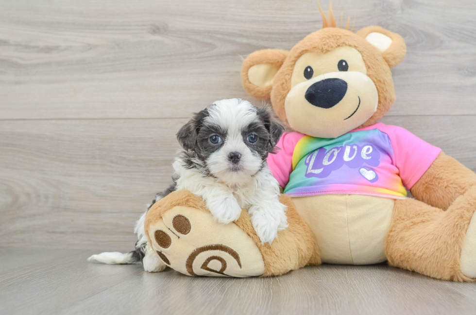 6 week old Teddy Bear Puppy For Sale - Lone Star Pups