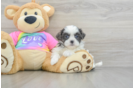 Fluffy Teddy Bear Designer Pup