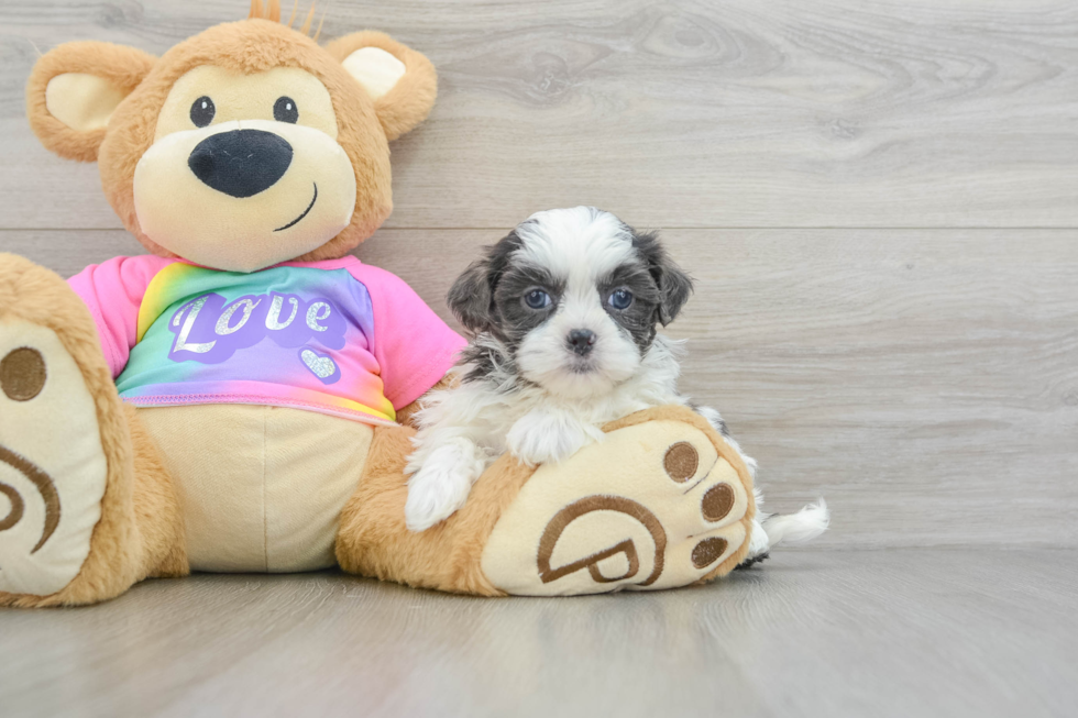 Fluffy Teddy Bear Designer Pup