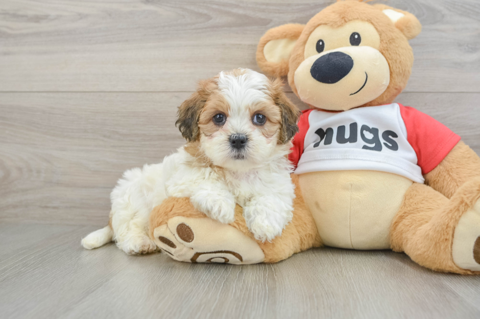 6 week old Teddy Bear Puppy For Sale - Lone Star Pups