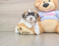 6 week old Teddy Bear Puppy For Sale - Lone Star Pups