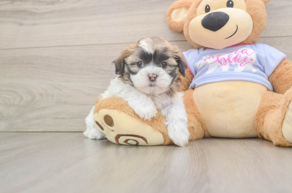 5 week old Teddy Bear Puppy For Sale - Lone Star Pups