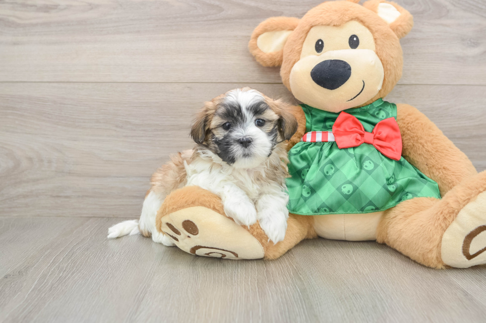 Teddy Bear Pup Being Cute