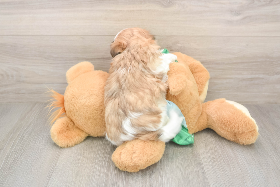 Teddy Bear Pup Being Cute