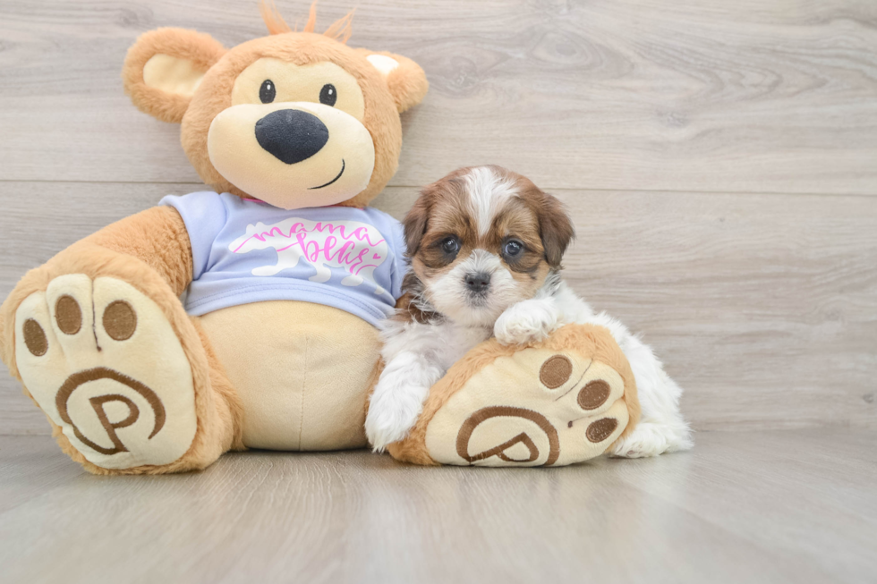 Best Teddy Bear Baby