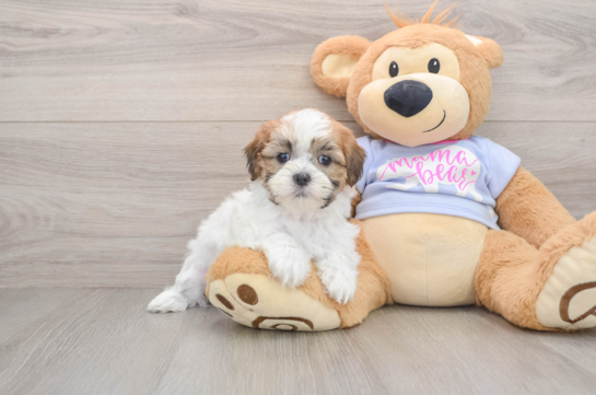 Smart Teddy Bear Designer Pup