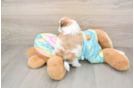 Petite Teddy Bear Designer Pup