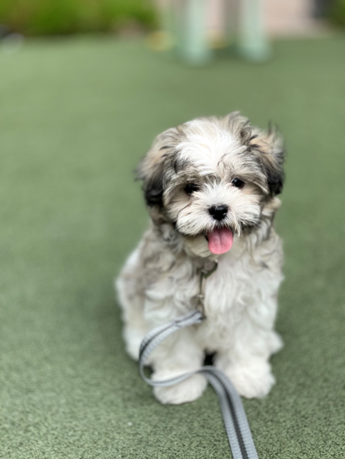 Teddy Bear Puppy For Sale - Lone Star Pups