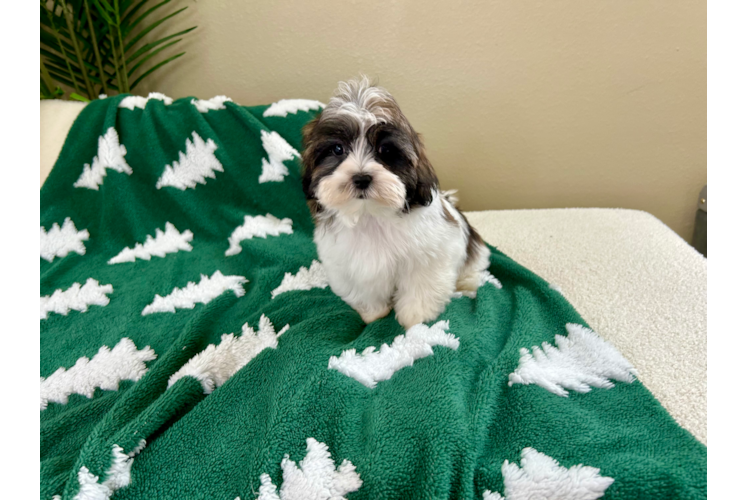 Teddy Bear Puppy for Adoption