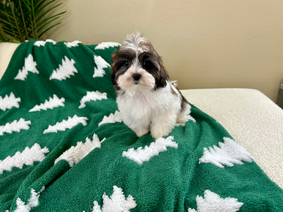 Teddy Bear Puppy for Adoption