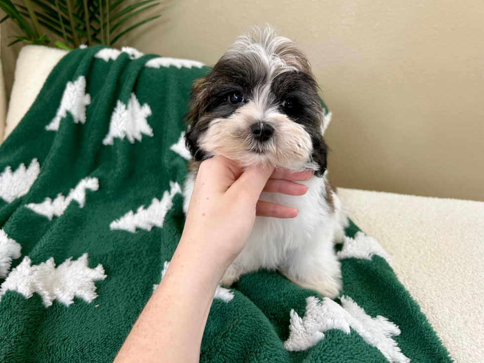 Teddy Bear Pup Being Cute