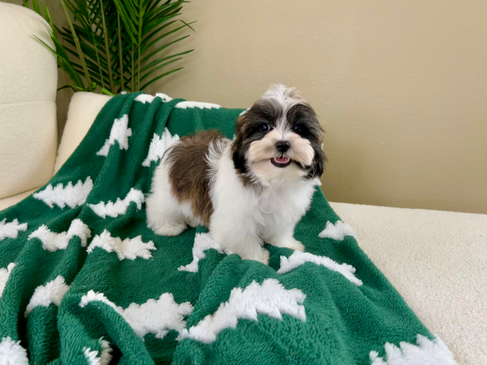 Teddy Bear Puppy for Adoption