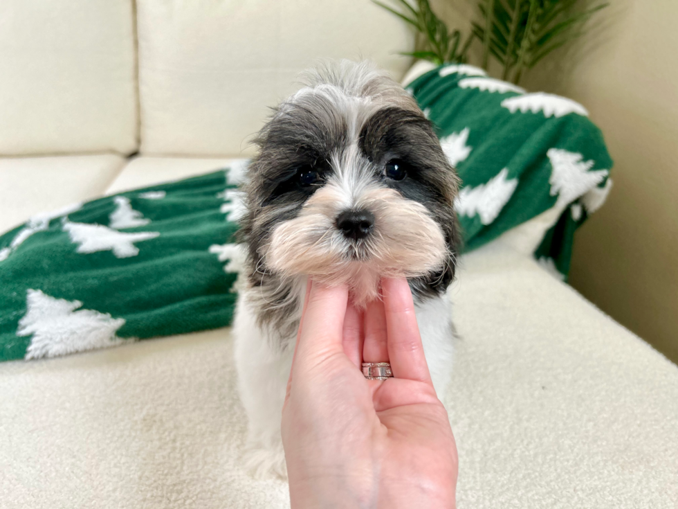 Cute Shit Designer Puppy