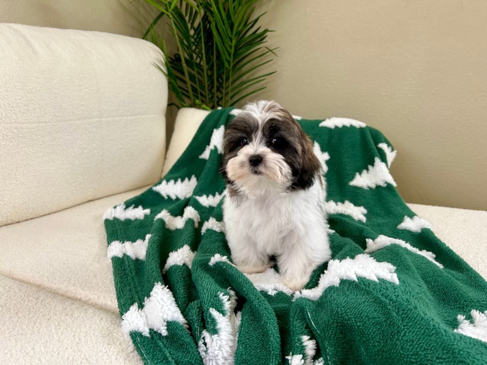 Teddy Bear Puppy for Adoption