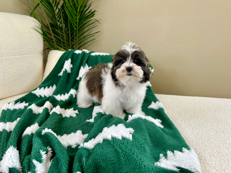 Cute Shitzu Designer Puppy
