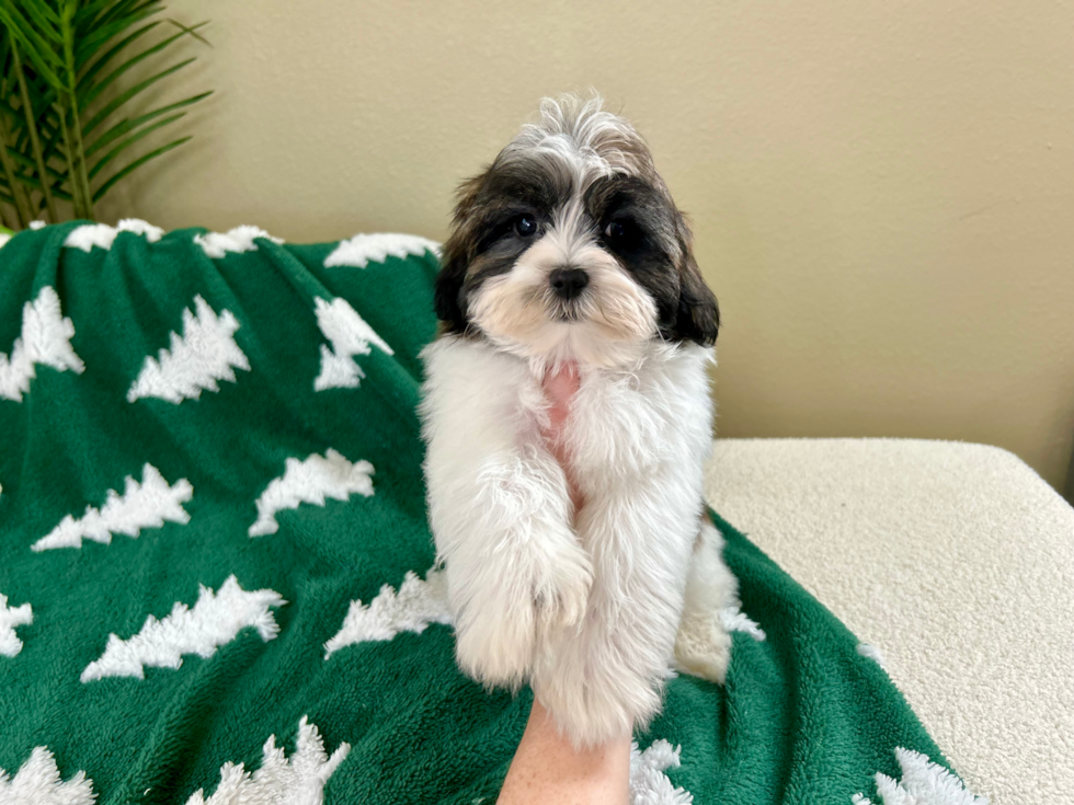 Teddy Bear Puppy for Adoption