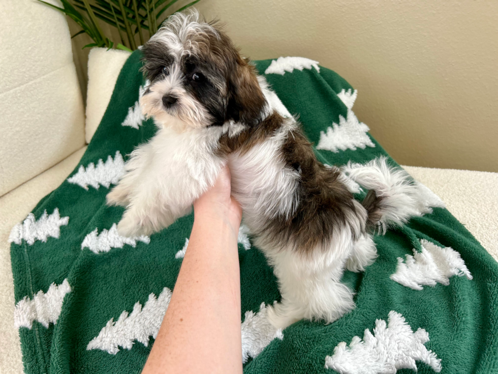 Teddy Bear Puppy for Adoption