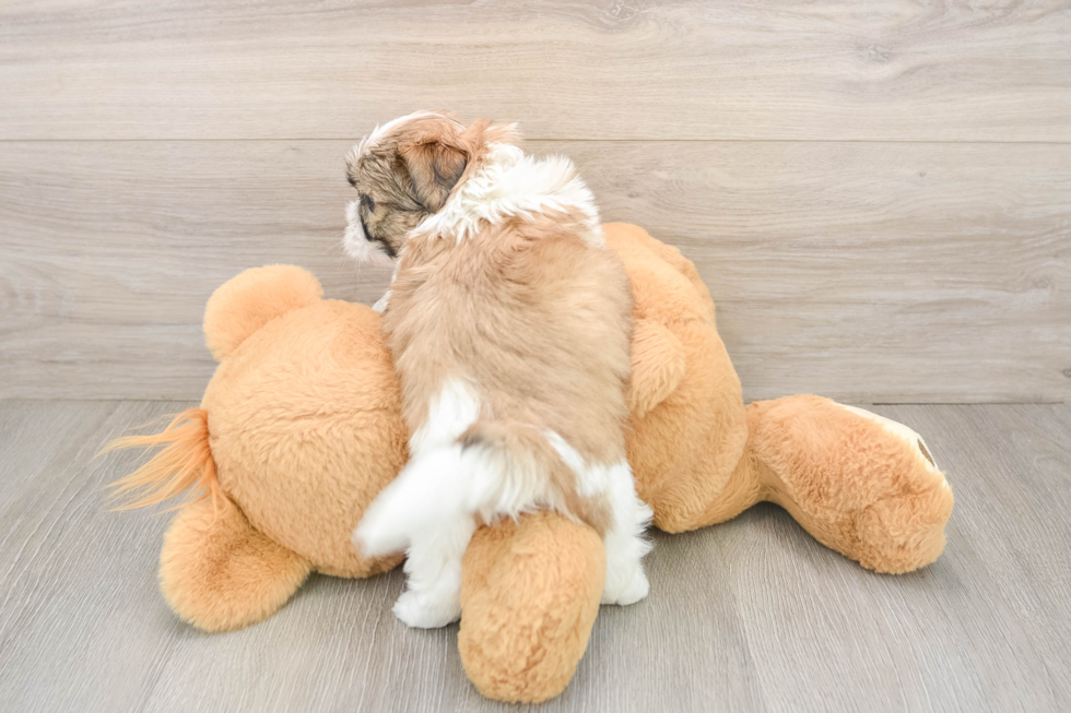 Cute Teddy Bear Baby