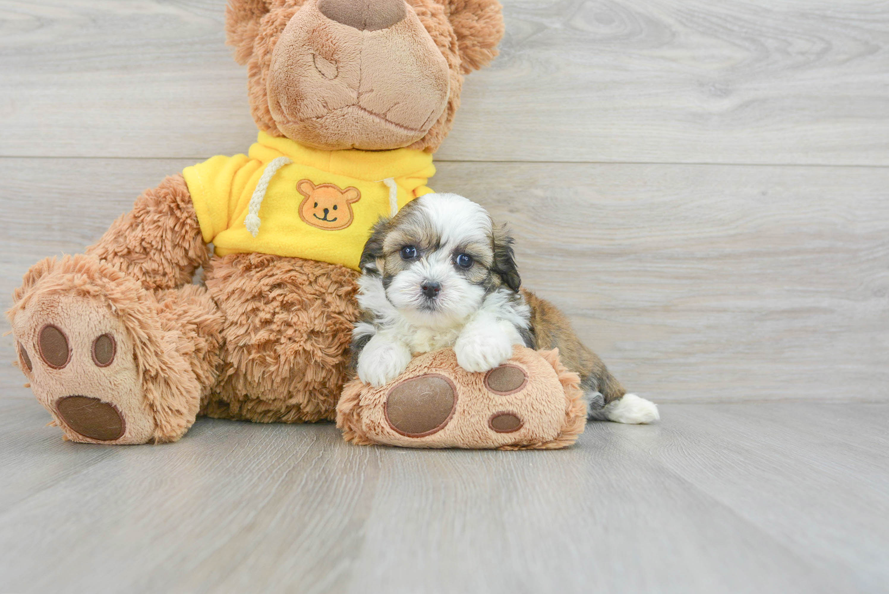 Teddy Bear Pup Being Cute