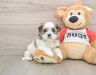 8 week old Teddy Bear Puppy For Sale - Lone Star Pups