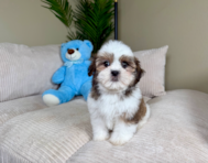 9 week old Teddy Bear Puppy For Sale - Lone Star Pups