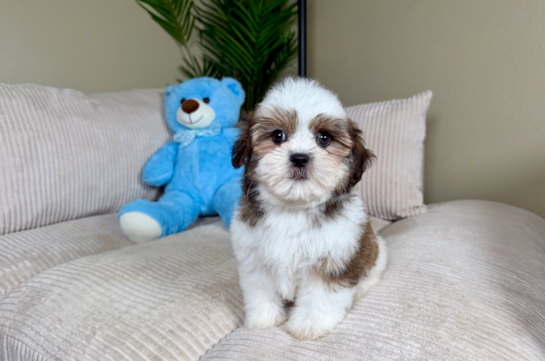 Teddy Bear Pup Being Cute