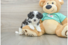 Teddy Bear Pup Being Cute