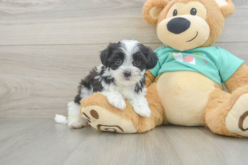5 week old Teddy Bear Puppy For Sale - Lone Star Pups