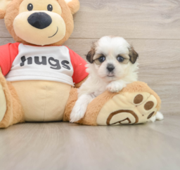 7 week old Teddy Bear Puppy For Sale - Lone Star Pups