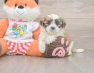 7 week old Teddy Bear Puppy For Sale - Lone Star Pups