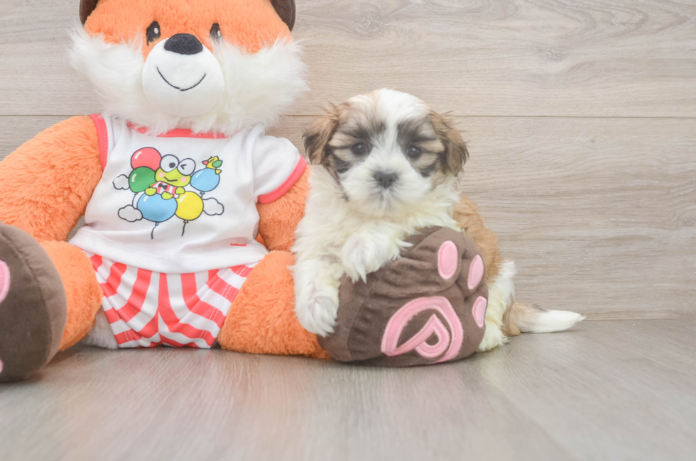 5 week old Teddy Bear Puppy For Sale - Lone Star Pups