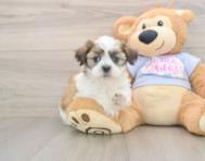 6 week old Teddy Bear Puppy For Sale - Lone Star Pups