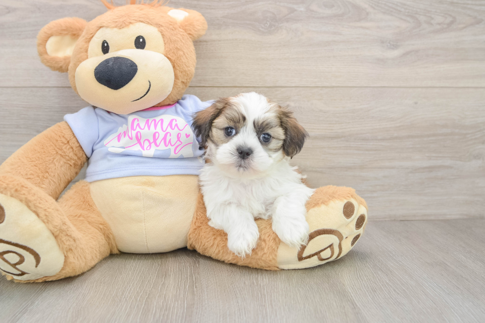 Teddy Bear Puppy for Adoption