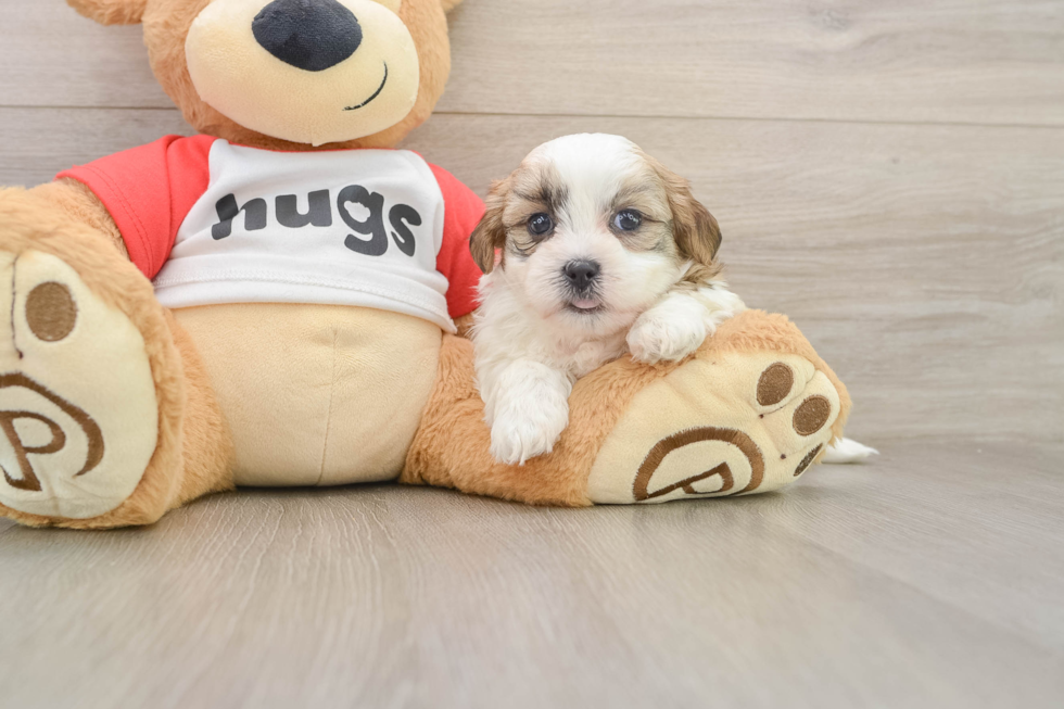 Happy Teddy Bear Baby